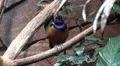 4k Colorful Hildebrandt Starling bird closeup on tree branch 4k or 4k+ Resolution