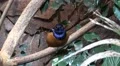 4k Colorful Hildebrandt Starling bird closeup on tree branch 4k or 4k+ Resolution