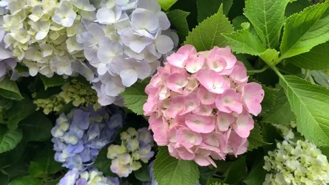 4k The colorful hydrangeas that bloom in spring and summer panning shot Vídeo Stock 135969262