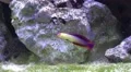 4k Colourful Elegant firefish Nemateleotris decora close up 4k or 4k+ Resolution
