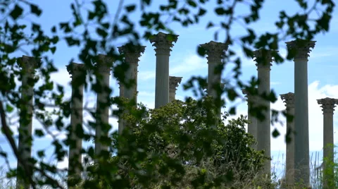 4k Columns through Leaves Stock Footage 67851810