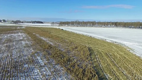 4K. Combine Harvester is working in the corn field after the First Snow! Aerial. Stock Footage 69767631