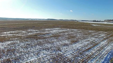 4K. Combine Harvester is working in the corn field after the First Snow! Aerial. Video stock 69769991