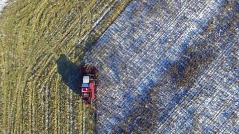 4K. Combine Harvester is working in the corn field after First Snow. 스톡 동영상 81617609