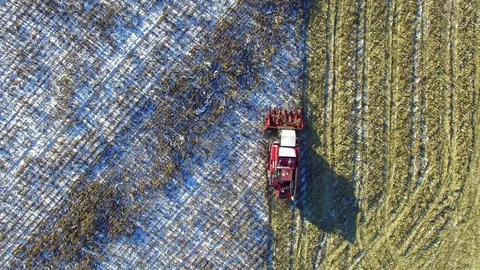 4K. Combine Harvester is working in the corn field after the First Snow. Stock Footage 81618629