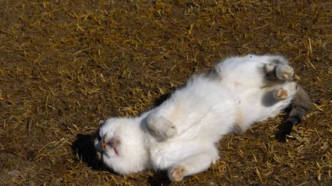 4K, common cat wallowing in the ground Stock Footage 99362713
