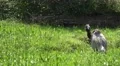 4k Common Crane cleaning his feathers on a meadow in the sun 4k or 4k+ Resolution