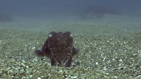 4K common cuttlefish swimming above a gravel seafloor off the UK coast 動画素材 285656939