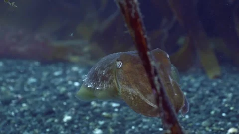4K of a common cuttlefish swimming close to the seafloor 動画素材 285657175