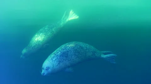 4K Common Harbor Seal, Friendly Wild Nature Wildlife, Underwater Marine Seal Vídeos de archivo 68727638