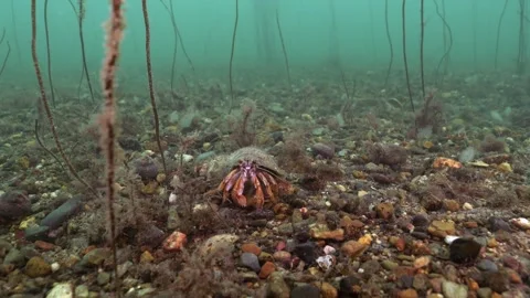 4K common hernit crab (Pagurus bernhardus) on the seafloor off the Welsh coast Видео 252023694