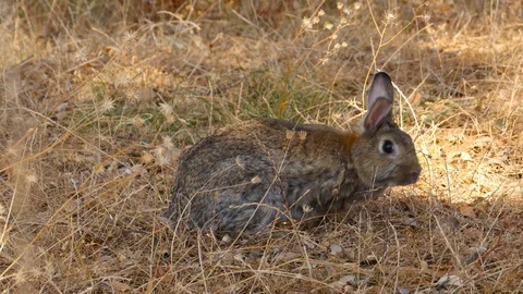 4K common rabbit (Oryctolagus cuniculus) in a pasture Stock Footage 99361985