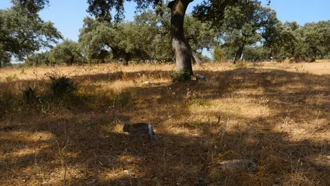 4K common rabbit (Oryctolagus cuniculus) in a pasture Stock Footage 99362029