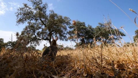 4K common rabbit (Oryctolagus cuniculus) in a pasture Stock Footage 99362179