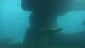4k Common Seal closeup dive underwater in natural rocky compound 4k or 4k+ Resolution