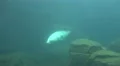 4k Common Seal closeup dive underwater in rocky compound 4k or 4k+ Resolution