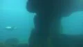 4k Common Seal diving underwater in natural rocky compound 4k or 4k+ Resolution