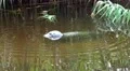 4k Common seal in pond with water reed close up 4k or 4k+ Resolution