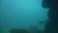 4k Common Seal quick dive underwater in natural rocky compound 4k or 4k+ Resolution