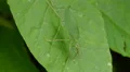 4K Common True Katydid (Pterophylla camellifolia) - Female 1 4k or 4k+ Resolution