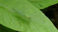 4K Common True Katydid (Pterophylla camellifolia) - Female 3 4k or 4k+ Resolution