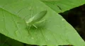 4K Common True Katydid (Pterophylla camellifolia) - Female 4 4k or 4k+ Resolution
