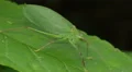 4K Common True Katydid (Pterophylla camellifolia) - Female 5 4k or 4k+ Resolution