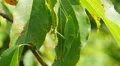 4K Common True Katydid (Pterophylla camellifolia) Nymph 4 4k or 4k+ Resolution