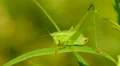 4K Common True Katydid (Pterophylla camellifolia) Nymph 3 4k or 4k+ Resolution
