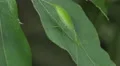 4K Common True Katydid (Pterophylla camellifolia) Nymph 5 4k or 4k+ Resolution