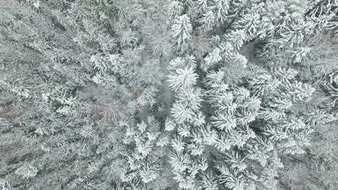 4K Compilation Video. Flight above frozen winter forest on the north, aerial. Video stock 85560382