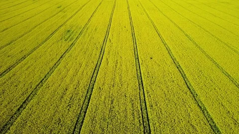 4K Compilation Video. Flight and takeoff above blooming yellow rapeseed field. Video stock 85232810