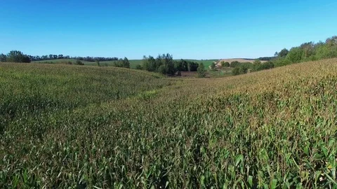 4K Compilation Video. Flight and takeoff above ripe cornfield at sunny day. Video stock 85432795