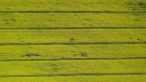 4K Compilation Video. Takeoff above blooming yellow rapeseed field, aerial. 動画素材 85432225