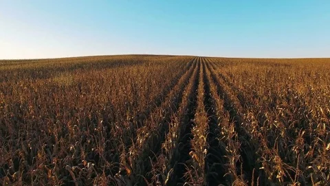 4K Compilation View. Flight and takeoff above corn field at golden sunset. Video stock 85431762