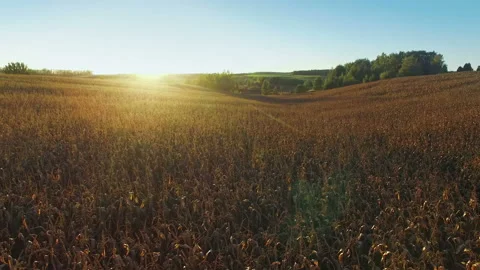 4K Compilation View. Flight and takeoff above corn field at golden sunset. Video stock 93419916