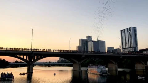 4K Congress Ave Bat Bridge with panning view of Downtown Austin Stock Footage