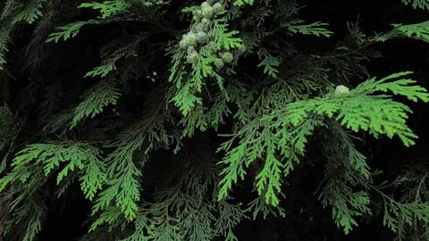 4k coniferous branches with young pine сones of deep green colour Stock Footage 93105095