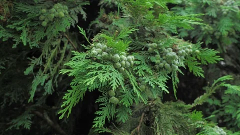 4k coniferous branches with young pine сones of deep green colour Stock Footage 93105174