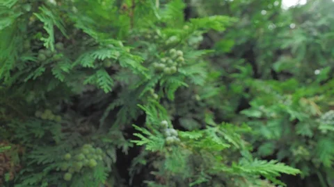 4k coniferous branches with young pine сones of deep green colour Stock Footage 93105236