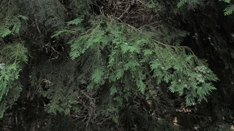 4k coniferous branches with young pine сones of deep green colour Stock Footage 93105312