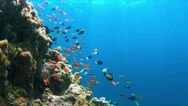 4K Coral Reef With Anthias And Damselfishes Stock Footage