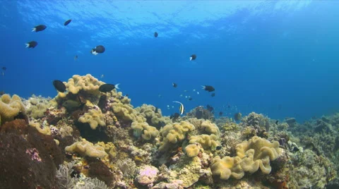 4k Coral reef with plenty fish Stock Footage 51588024