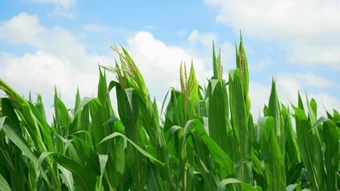 4K Corn field blowing in the breeze with blue skies and clouds 動画素材 245668805