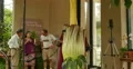 4K Corpse Flower 01 Carrion flower Huntington Botanical Gardens 9 4k or 4k+ Resolution