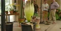 4K Corpse Flower 03 Carrion flower Huntington Botanical Gardens 7 4k or 4k+ Resolution