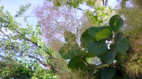 4k. Cotinus close-up. The branches slowly sway in the wind Stock Footage 109443107