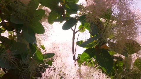 4k. Cotinus close-up. The branches slowly sway in the wind Vidéo 109443152
