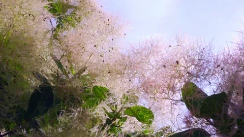 4k. Cotinus close-up. The branches slowly sway in the wind Stock Footage 109443160