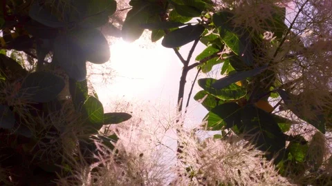 4k. Cotinus close-up. The branches slowly sway in the wind Vídeo Stock 109443210